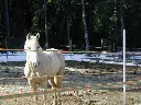 Paddock_application[1].webp