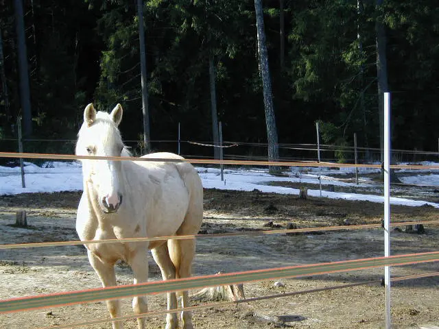 Paddock_application[1].webp