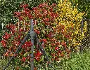 Poteau tendeur centre complet Ø50 KLAMMA 1750mm H=2100mm RAL6005
